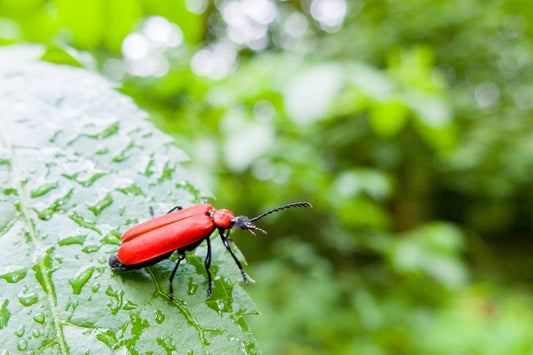 shallow focus photo of red and black beetle