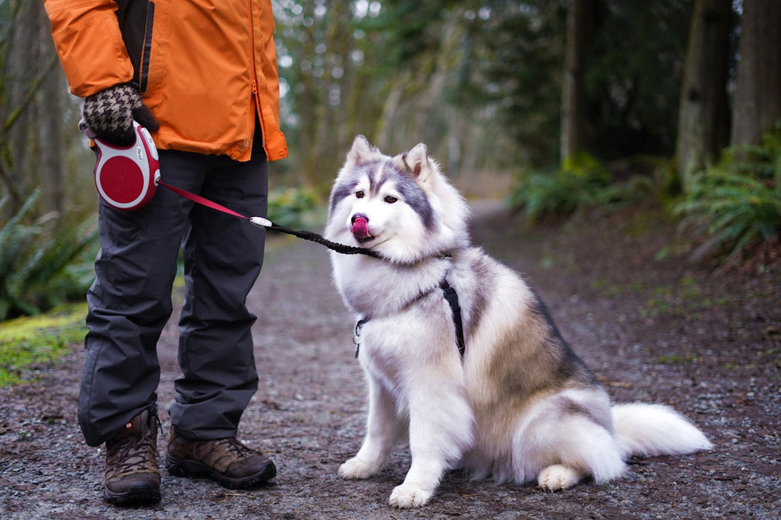 man in orange jacket and black pants holding white siberian husky puppy