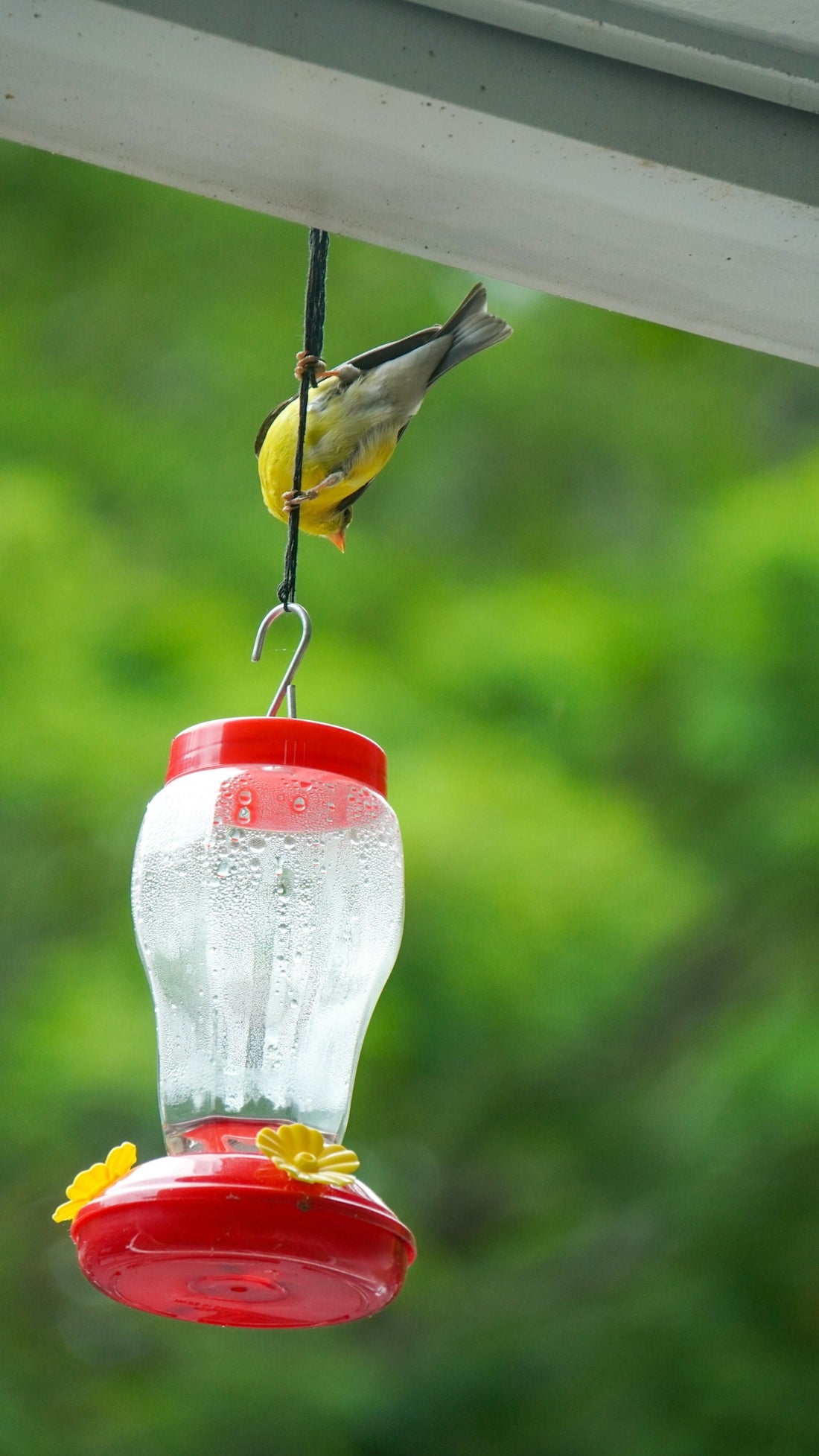 a bird is hanging from a bird feeder