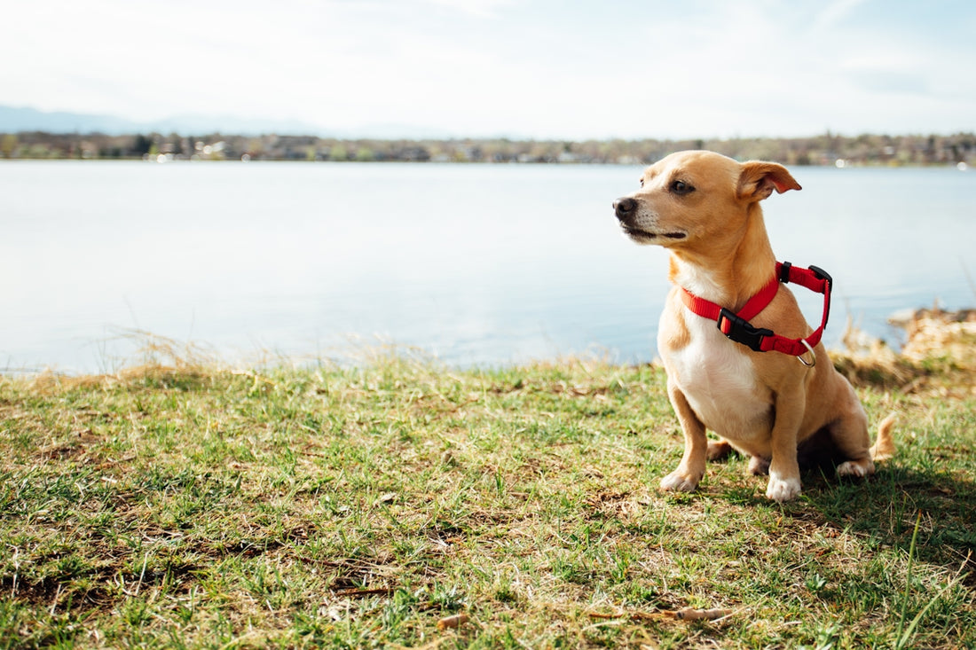 a brown dog sitting on top of a grass covered field