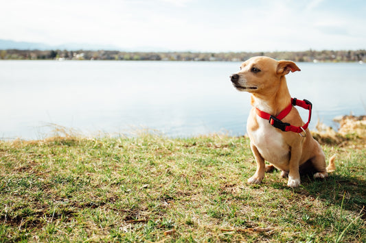a brown dog sitting on top of a grass covered field