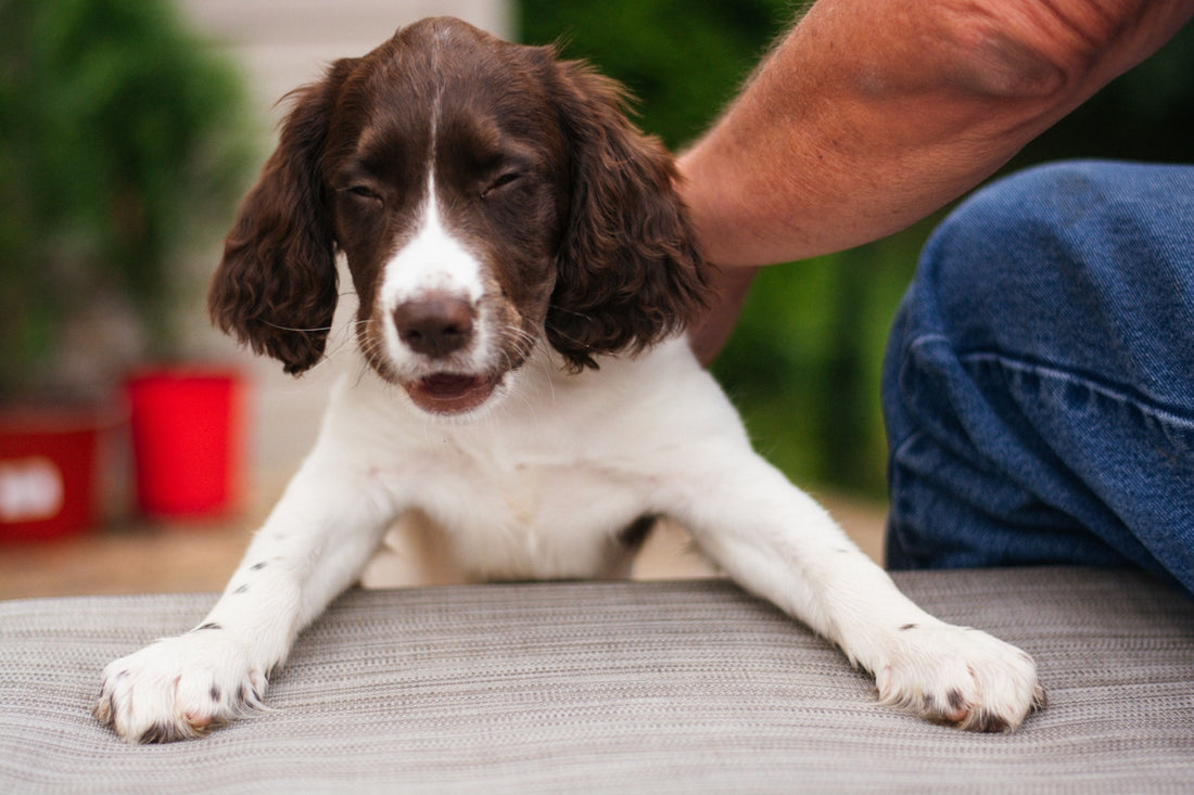 A brown and white dog laying on top of a bed