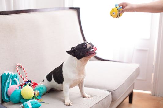 A dog is excited about a toy.
