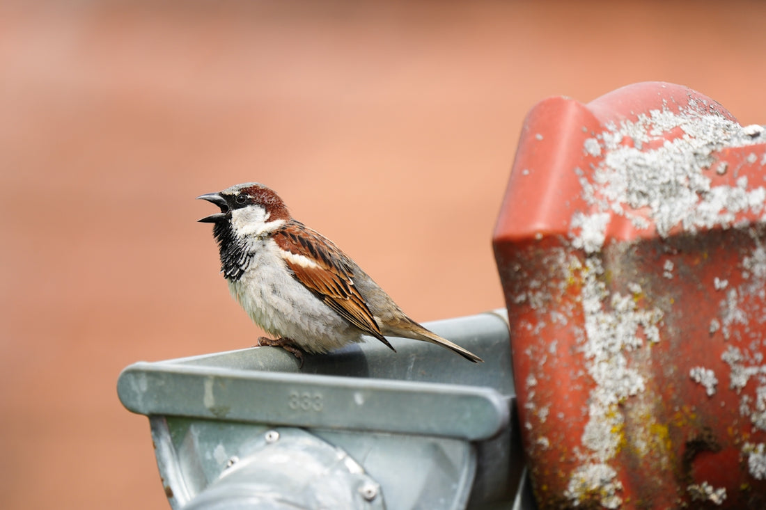 A sparrow sings on top of a gutter.